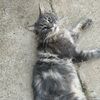 he3ll0kittys